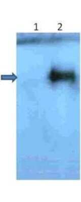 Western Blot: beta Amyloid [Pyro Glu3] Antibody [NBP1-44048]